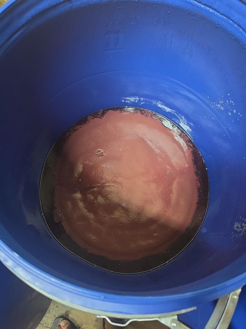 מיץ רוזה בתסיסה בתוך חבית כחולה, צבע ורדרד
